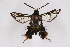  (Heterosphecia hyaloptera - CCDB-04609 H06)  @13 [ ] CreativeCommons - Attribution Non-Commercial Share-Alike (2010) Sesiidae Research Group Sesiidae Research Group