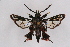  (Heterosphecia soljanikovi - CCDB-04609 H11)  @11 [ ] CreativeCommons - Attribution Non-Commercial Share-Alike (2010) Sesiidae Research Group Sesiidae Research Group