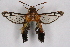  ( - CCDB-04610 A03)  @11 [ ] CreativeCommons - Attribution Non-Commercial Share-Alike (2010) Sesiidae Research Group Sesiidae Research Group