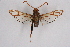  ( - CCDB-04610 A04)  @11 [ ] CreativeCommons - Attribution Non-Commercial Share-Alike (2010) Sesiidae Research Group Sesiidae Research Group