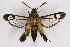  ( - CCDB-04610 A05)  @11 [ ] CreativeCommons - Attribution Non-Commercial Share-Alike (2010) Sesiidae Research Group Sesiidae Research Group