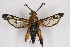  ( - CCDB-04610 A06)  @11 [ ] CreativeCommons - Attribution Non-Commercial Share-Alike (2010) Sesiidae Research Group Sesiidae Research Group