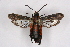  ( - CCDB-04610 A09)  @14 [ ] CreativeCommons - Attribution Non-Commercial Share-Alike (2010) Sesiidae Research Group Sesiidae Research Group