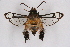  ( - CCDB-04610 A10)  @11 [ ] CreativeCommons - Attribution Non-Commercial Share-Alike (2010) Sesiidae Research Group Sesiidae Research Group