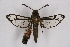  ( - CCDB-04610 A12)  @11 [ ] CreativeCommons - Attribution Non-Commercial Share-Alike (2010) Sesiidae Research Group Sesiidae Research Group