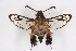  ( - CCDB-04610 B05)  @11 [ ] CreativeCommons - Attribution Non-Commercial Share-Alike (2010) Sesiidae Research Group Sesiidae Research Group