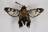  ( - CCDB-04610 B06)  @11 [ ] CreativeCommons - Attribution Non-Commercial Share-Alike (2010) Sesiidae Research Group Sesiidae Research Group