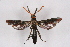  ( - CCDB-04610 C02)  @11 [ ] CreativeCommons - Attribution Non-Commercial Share-Alike (2010) Sesiidae Research Group Sesiidae Research Group