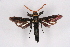  ( - CCDB-04610 C04)  @13 [ ] CreativeCommons - Attribution Non-Commercial Share-Alike (2010) Sesiidae Research Group Sesiidae Research Group