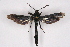  ( - CCDB-04610 C05)  @11 [ ] CreativeCommons - Attribution Non-Commercial Share-Alike (2010) Sesiidae Research Group Sesiidae Research Group