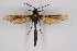  ( - CCDB-04610 C07)  @12 [ ] CreativeCommons - Attribution Non-Commercial Share-Alike (2010) Sesiidae Research Group Sesiidae Research Group