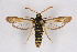  ( - CCDB-04610 C08)  @11 [ ] CreativeCommons - Attribution Non-Commercial Share-Alike (2010) Sesiidae Research Group Sesiidae Research Group