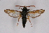  ( - CCDB-04610 C10)  @11 [ ] CreativeCommons - Attribution Non-Commercial Share-Alike (2010) Sesiidae Research Group Sesiidae Research Group