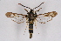  ( - CCDB-04610 C12)  @11 [ ] CreativeCommons - Attribution Non-Commercial Share-Alike (2010) Sesiidae Research Group Sesiidae Research Group