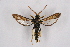  ( - CCDB-04610 C09)  @11 [ ] CreativeCommons - Attribution Non-Commercial Share-Alike (2010) Sesiidae Research Group Sesiidae Research Group