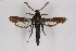  ( - CCDB-04610 D01)  @11 [ ] CreativeCommons - Attribution Non-Commercial Share-Alike (2010) Sesiidae Research Group Sesiidae Research Group