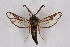  ( - CCDB-04610 D02)  @13 [ ] CreativeCommons - Attribution Non-Commercial Share-Alike (2010) Sesiidae Research Group Sesiidae Research Group