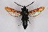  ( - CCDB-04610 D05)  @11 [ ] CreativeCommons - Attribution Non-Commercial Share-Alike (2010) Sesiidae Research Group Sesiidae Research Group