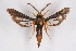  ( - CCDB-04610 D08)  @11 [ ] CreativeCommons - Attribution Non-Commercial Share-Alike (2010) Sesiidae Research Group Sesiidae Research Group