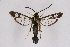  ( - CCDB-04610 D09)  @11 [ ] CreativeCommons - Attribution Non-Commercial Share-Alike (2010) Sesiidae Research Group Sesiidae Research Group