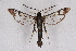  ( - CCDB-04610 D11)  @11 [ ] CreativeCommons - Attribution Non-Commercial Share-Alike (2010) Sesiidae Research Group Sesiidae Research Group