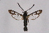  ( - CCDB-04610 E03)  @11 [ ] CreativeCommons - Attribution Non-Commercial Share-Alike (2010) Sesiidae Research Group Sesiidae Research Group