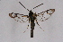  ( - CCDB-04610 E10)  @11 [ ] CreativeCommons - Attribution Non-Commercial Share-Alike (2010) Sesiidae Research Group Sesiidae Research Group