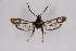  ( - CCDB-04610 F01)  @11 [ ] CreativeCommons - Attribution Non-Commercial Share-Alike (2010) Sesiidae Research Group Sesiidae Research Group