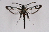  ( - CCDB-04610 E11)  @11 [ ] CreativeCommons - Attribution Non-Commercial Share-Alike (2010) Sesiidae Research Group Sesiidae Research Group