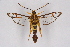  (Synanthedon quercus - CCDB-04610 F04)  @11 [ ] CreativeCommons - Attribution Non-Commercial Share-Alike (2010) Sesiidae Research Group Sesiidae Research Group