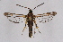  ( - CCDB-04610 G04)  @11 [ ] CreativeCommons - Attribution Non-Commercial Share-Alike (2010) Sesiidae Research Group Sesiidae Research Group