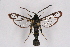  ( - CCDB-04610 G06)  @11 [ ] CreativeCommons - Attribution Non-Commercial Share-Alike (2010) Sesiidae Research Group Sesiidae Research Group