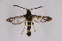  ( - CCDB-04610 G08)  @11 [ ] CreativeCommons - Attribution Non-Commercial Share-Alike (2010) Sesiidae Research Group Sesiidae Research Group