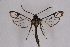  ( - CCDB-04610 G09)  @11 [ ] CreativeCommons - Attribution Non-Commercial Share-Alike (2010) Sesiidae Research Group Sesiidae Research Group