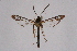  ( - CCDB-04610 G10)  @11 [ ] CreativeCommons - Attribution Non-Commercial Share-Alike (2010) Sesiidae Research Group Sesiidae Research Group