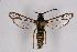  ( - CCDB-04610 G11)  @11 [ ] CreativeCommons - Attribution Non-Commercial Share-Alike (2010) Sesiidae Research Group Sesiidae Research Group