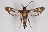  ( - CCDB-04610 G12)  @11 [ ] CreativeCommons - Attribution Non-Commercial Share-Alike (2010) Sesiidae Research Group Sesiidae Research Group