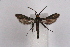  (Synanthedon proserpina - CCDB-04610 H02)  @11 [ ] CreativeCommons - Attribution Non-Commercial Share-Alike (2010) Sesiidae Research Group Sesiidae Research Group