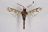  (Synanthedon ignifera - CCDB-04610 H05)  @12 [ ] CreativeCommons - Attribution Non-Commercial Share-Alike (2010) Sesiidae Research Group Sesiidae Research Group