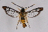  ( - CCDB-04610 H07)  @15 [ ] CreativeCommons - Attribution Non-Commercial Share-Alike (2010) Sesiidae Research Group Sesiidae Research Group