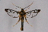  (Paranthrenella albipuncta - CCDB-04610 H08)  @11 [ ] CreativeCommons - Attribution Non-Commercial Share-Alike (2010) Sesiidae Research Group Sesiidae Research Group