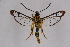  ( - CCDB-04610 H09)  @11 [ ] CreativeCommons - Attribution Non-Commercial Share-Alike (2010) Sesiidae Research Group Sesiidae Research Group