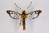  ( - CCDB-04610 H10)  @11 [ ] CreativeCommons - Attribution Non-Commercial Share-Alike (2010) Sesiidae Research Group Sesiidae Research Group