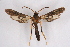  ( - CCDB-04611 A01)  @11 [ ] CreativeCommons - Attribution Non-Commercial Share-Alike (2010) Sesiidae Research Group Sesiidae Research Group