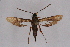  ( - CCDB-04611 A04)  @12 [ ] CreativeCommons - Attribution Non-Commercial Share-Alike (2010) Sesiidae Research Group Sesiidae Research Group