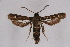  (Carmenta infuscata - CCDB-04611 A05)  @11 [ ] CreativeCommons - Attribution Non-Commercial Share-Alike (2010) Sesiidae Research Group Sesiidae Research Group