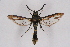  (Aegerina - CCDB-04611 A08)  @13 [ ] CreativeCommons - Attribution Non-Commercial Share-Alike (2010) Sesiidae Research Group Sesiidae Research Group