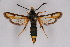  ( - CCDB-04611 A10)  @12 [ ] CreativeCommons - Attribution Non-Commercial Share-Alike (2010) Sesiidae Research Group Sesiidae Research Group