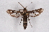  ( - CCDB-04611 A11)  @12 [ ] CreativeCommons - Attribution Non-Commercial Share-Alike (2010) Sesiidae Research Group Sesiidae Research Group