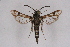  ( - CCDB-04611 A12)  @14 [ ] CreativeCommons - Attribution Non-Commercial Share-Alike (2010) Sesiidae Research Group Sesiidae Research Group